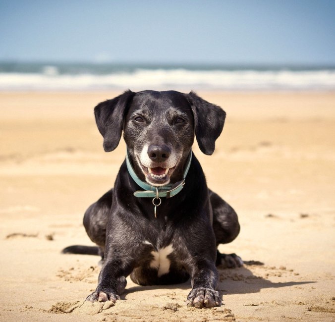 Dog-friendly beaches in Lincolnshire